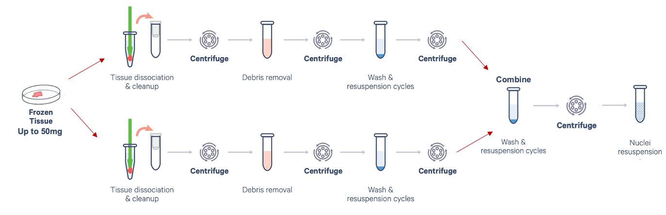 What if I do not get enough nuclei from 50mg of tissue using the ...