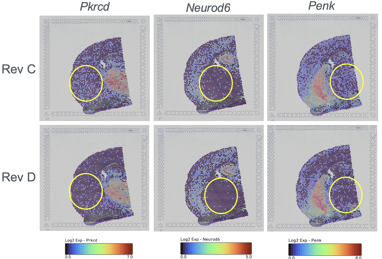 Mouse_brain_updated_SI_protocol.png