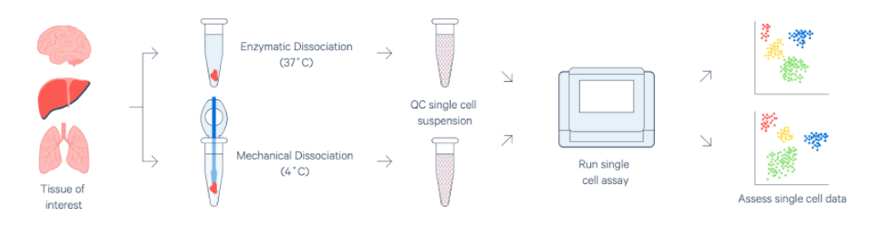 Enzyme-free Cell Dissociation Solution