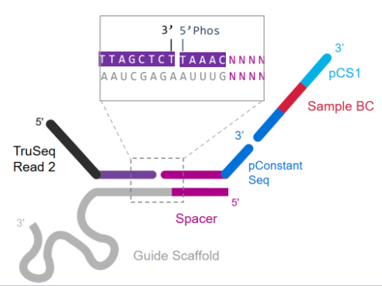 How do I design custom probes for CRISPR Guide Capture for use with GEM ...